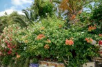 Bougainvillea Hotel foto 17