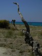 Pláž Skala Fourkas - Chalkidiki (Kassandra) foto 2