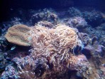 Cretaquarium (mořské akvárium) - ostrov Kréta foto 17