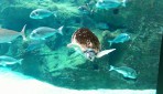 Cretaquarium (mořské akvárium) - ostrov Kréta foto 20