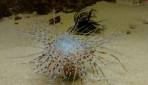 Cretaquarium (mořské akvárium) - ostrov Kréta foto 21