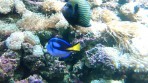 Cretaquarium (mořské akvárium) - ostrov Kréta foto 24