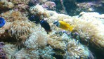 Cretaquarium (mořské akvárium) - ostrov Kréta foto 25