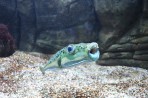Cretaquarium (mořské akvárium) - ostrov Kréta foto 13