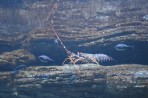 Cretaquarium (mořské akvárium) - ostrov Kréta foto 14