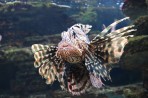 Cretaquarium (mořské akvárium) - ostrov Kréta foto 15