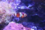 Cretaquarium (mořské akvárium) - ostrov Kréta foto 16