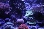 Cretaquarium (mořské akvárium) - ostrov Kréta foto 17