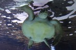 Cretaquarium (mořské akvárium) - ostrov Kréta foto 18