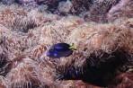 Cretaquarium (mořské akvárium) - ostrov Kréta foto 20