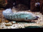 Cretaquarium (mořské akvárium) - ostrov Kréta foto 27