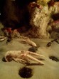 Cretaquarium (mořské akvárium) - ostrov Kréta foto 28