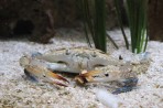 Cretaquarium (mořské akvárium) - ostrov Kréta foto 3