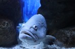 Cretaquarium (mořské akvárium) - ostrov Kréta foto 4