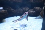 Cretaquarium (mořské akvárium) - ostrov Kréta foto 5