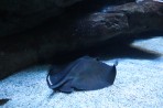 Cretaquarium (mořské akvárium) - ostrov Kréta foto 6