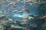 Cretaquarium (mořské akvárium) - ostrov Kréta foto 7