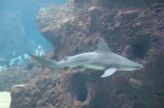 Cretaquarium (mořské akvárium) - ostrov Kréta foto 8