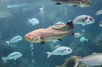 Cretaquarium (mořské akvárium) - ostrov Kréta foto 10