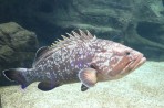 Cretaquarium (mořské akvárium) - ostrov Kréta foto 11