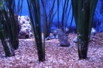 Cretaquarium (mořské akvárium) - ostrov Kréta foto 12