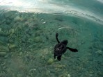 Kareta obecná (Caretta Caretta) - ostrov Zakynthos foto 18