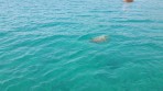 Kareta obecná (Caretta Caretta) - ostrov Zakynthos foto 3