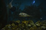 Akvárium Faliraki - ostrov Rhodos foto 20