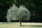 Olivovník foto 1