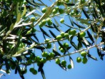 Olivovník foto 2